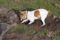 White and Tan Toy Fox Terrier Digging for Gophers