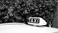 White TAXI sign on a car roof with a wall of leaves in the background