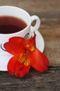 White Tea Cup Orange Red Flower Alstromeria Astromeria over Rustic Wooden Background. Copy space Royalty Free Stock Photo