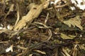 White tea Pai Mu Tan leaves Royalty Free Stock Photo