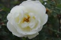 White tea rose flower on a background of green leaves Royalty Free Stock Photo