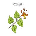 White teak, or Gamari Gmelina arborea , medicinal plant