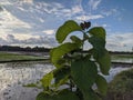 white teak tree on the side of a public road near a rice field in a village in Indonesia Royalty Free Stock Photo