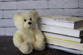 Teddy bear with books on white bricks background Royalty Free Stock Photo