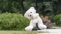 White teddy bear, doing the zip line, in the middle of nature Royalty Free Stock Photo