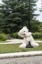 White teddy bear, doing the zip line, in the middle of nature Royalty Free Stock Photo