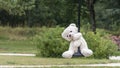 White teddy bear, doing the zip line, in the middle of nature Royalty Free Stock Photo