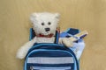 White Teddy bear sits in a knapsack will go to school