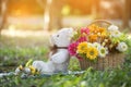 White teddy bear sitting on the grass, with baskets of flowers Royalty Free Stock Photo