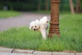 White teddy Dog Urinate Lovely Royalty Free Stock Photo