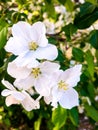 White tender branch of a blossoming apple tree together in flowers close-up. Light blurred background, spring bloom, spring time Royalty Free Stock Photo