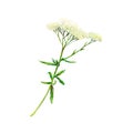 White tender field yarrow hand-drawn. Watercolor floral illustration of delicate milfoil flower isolated on white