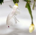 White tender flower of decembrist Royalty Free Stock Photo