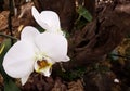 White tender flower of orchid family