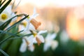 White tender narcissus flowers blooming in spring garden Royalty Free Stock Photo