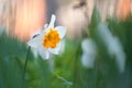 White tender narcissus flowers blooming in spring garden Royalty Free Stock Photo