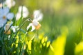 White tender narcissus flowers blooming in spring garden Royalty Free Stock Photo