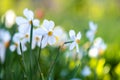 White tender narcissus flowers blooming in spring garden Royalty Free Stock Photo