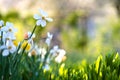 White tender narcissus flowers blooming in spring garden Royalty Free Stock Photo