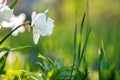 White tender narcissus flowers blooming in spring garden Royalty Free Stock Photo