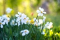 White tender narcissus flowers blooming in spring garden Royalty Free Stock Photo