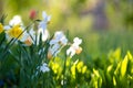 White tender narcissus flowers blooming in spring garden Royalty Free Stock Photo