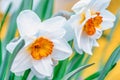 White tender narcissus flowers blooming in spring garden. Royalty Free Stock Photo