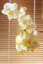 White tender orchid