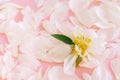 White tender peony petals on pink background