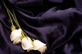 White tender roses ob black silk