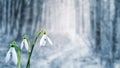 White tender snowdrops in the forest on blurred background in gentle light blue colors_ Royalty Free Stock Photo