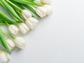 White tender tulips on white background