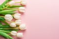 White tender tulips on lightpink background Royalty Free Stock Photo