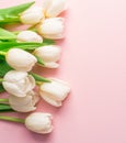 White tender tulips on lightpink background Royalty Free Stock Photo