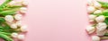 White tender tulips on lightpink background Royalty Free Stock Photo