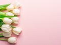 White tender tulips on lightpink background