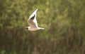 white tern in flight over river Royalty Free Stock Photo