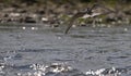 White tern flight over river Royalty Free Stock Photo