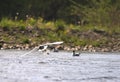 White tern flight over river Royalty Free Stock Photo