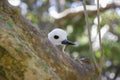 White tern on Lord Howe Island