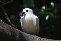 white tern perched on branch with food on lord howe island Royalty Free Stock Photo