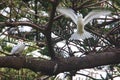 white terns on branch and in flight on lord howe island in australia Royalty Free Stock Photo