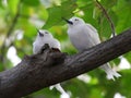 White Terns Sleeping on a Branch Royalty Free Stock Photo