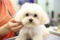 White Terrier haircut by a groomer