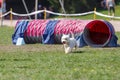 Dog running out from tunnel in agility trial Royalty Free Stock Photo