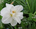 White terry daffodil close up