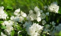 White terry jasmine flowers Philadelphus coronarius sweet mock-orange in bloom. Flowering English dogwood wild Royalty Free Stock Photo