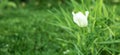 White terry tulip flower against a green lawn Royalty Free Stock Photo