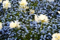 White terry tulip in the garden on blue pansy background Royalty Free Stock Photo