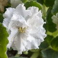 white Terry violet in a pot